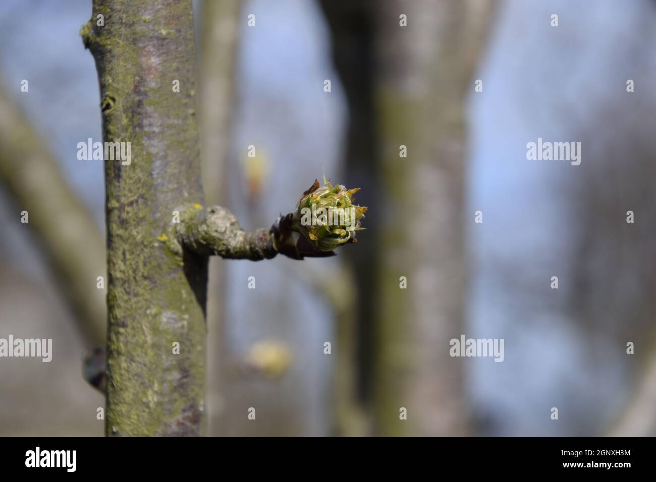 Blossoming buds of pear tree. Dissolve kidney pears. Spring in the