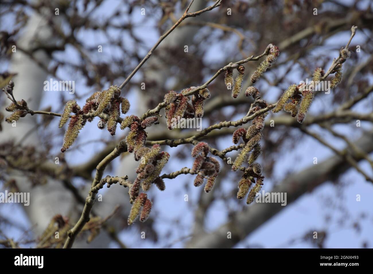 Blooming silver poplar. Silver poplar tree in spring. Poplar fluff from flowers - earrings. Stock Photo