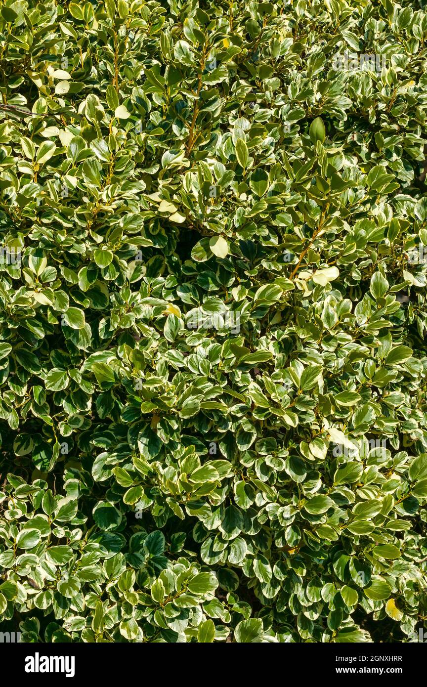 Griselinia littoralis 'Variegata' an evergreen shrub often used to make a hedge and commonly known as New Zealand Privet, stock photo image Stock Photo