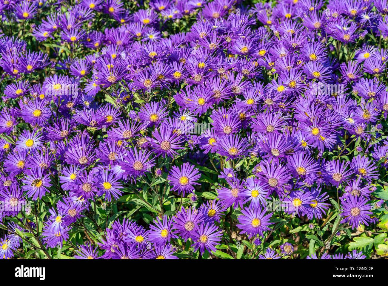 Aster amellus 'Veilchenkonigin' (Violet Queen) a purple blue herbaceous perennial summer autumn flower plant commonly known as Michaelmas daisy, stock Stock Photo