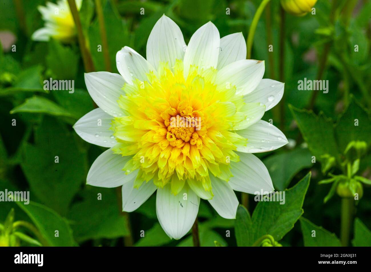 Doble High Resolution Photography and Images - Alamy