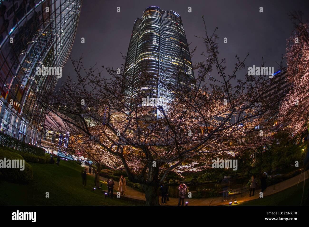 Mohri Garden of going to see cherry blossoms at night and Roppongi Hills. Shooting Location: Tokyo metropolitan area Stock Photo