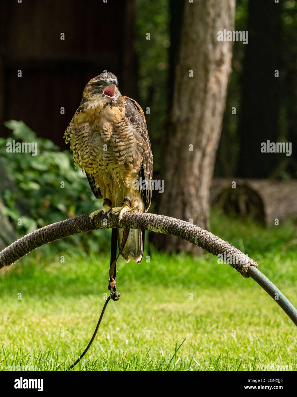 Buzzard Insect Vertical closeup of the brown buzzard Stock Photo - Alamy
