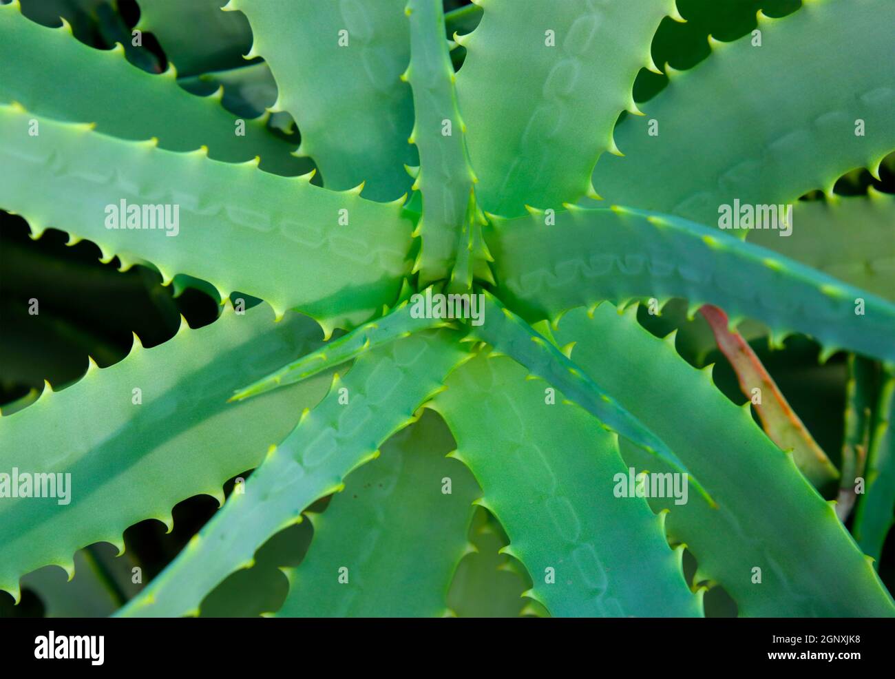 Aloe vera medicinal plant. Used in medicine Stock Photo Alamy