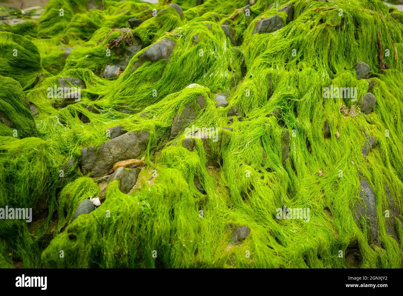 Green algae on a rock. Closeup background texture Stock Photo - Alamy