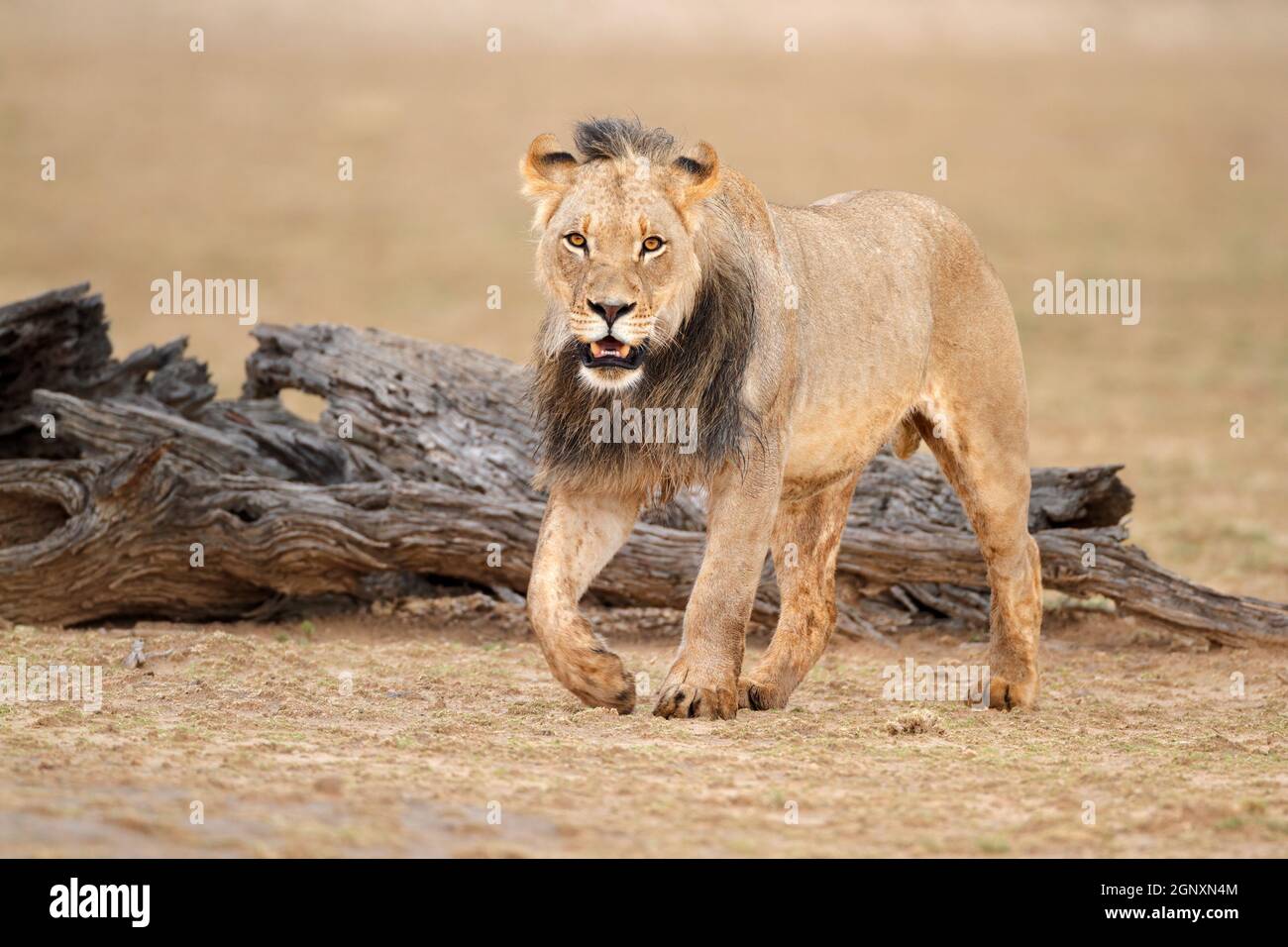 Lion panthera leo kalahari hi-res stock photography and images - Alamy