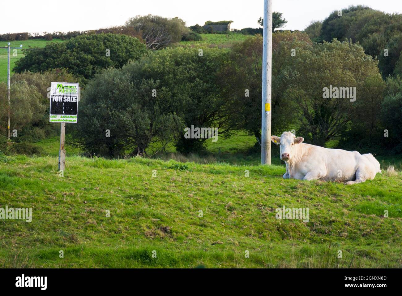 Food banks ireland hires stock photography and images Alamy