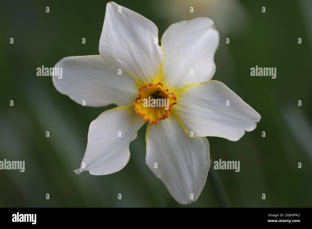 Small cup daffodil flower in close up with white petals and orange centre cup with red margin and a background of blurred leaves, stems and flowers. Stock Photo