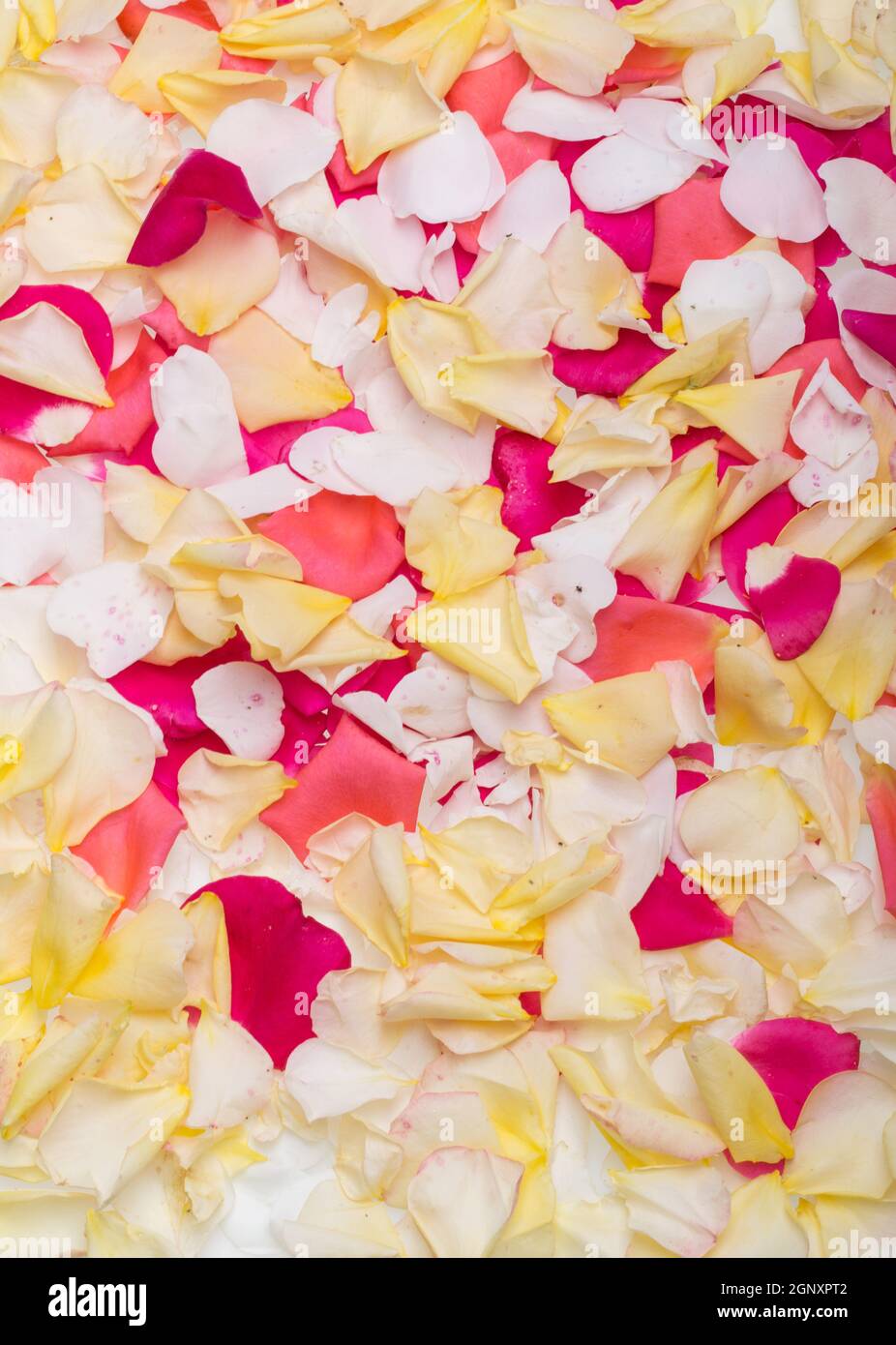 Rose petals falling hi-res stock photography and images - Alamy