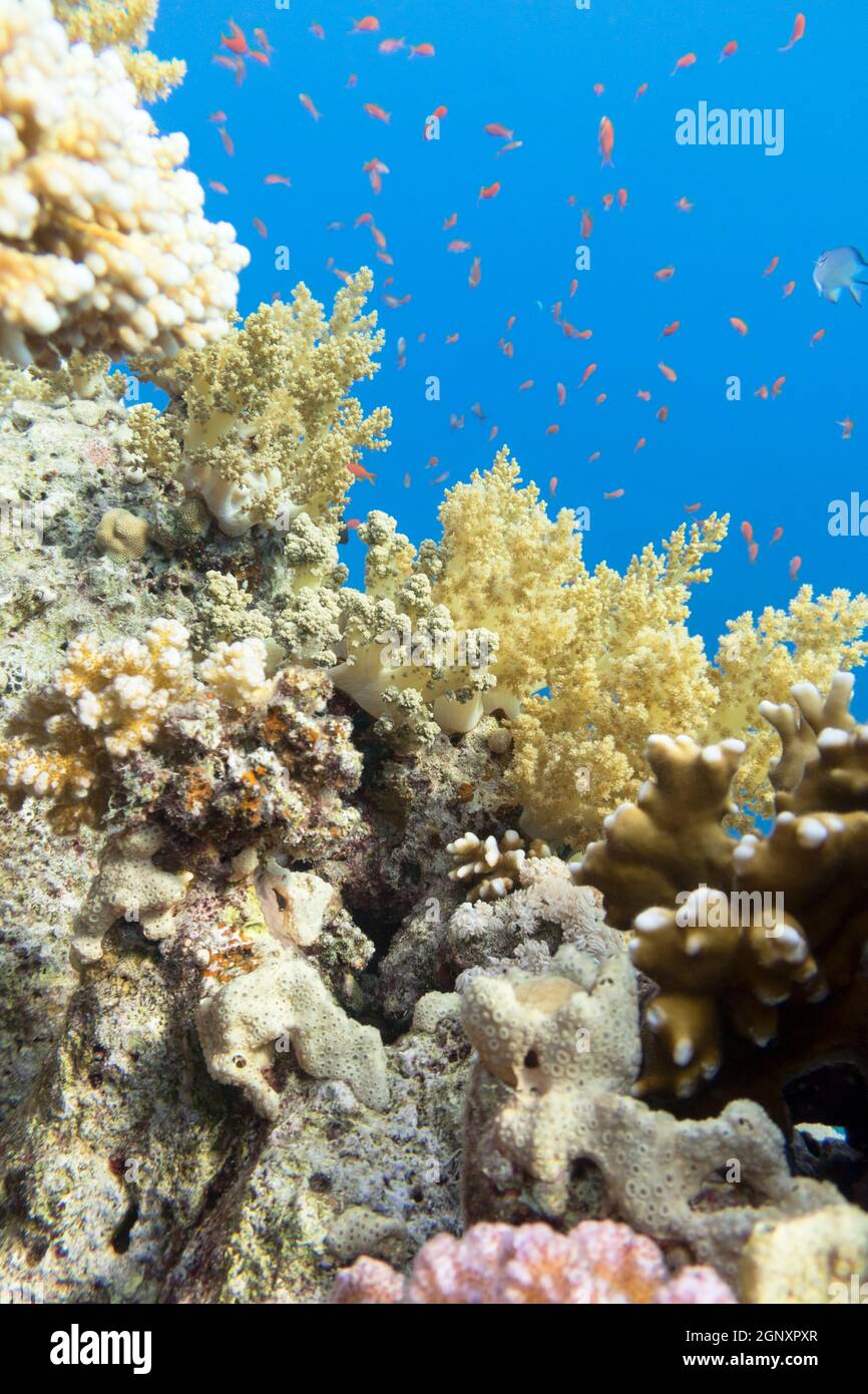 Colorful coral reef at the bottom of tropical sea, broccoli corals, underwater landscape Stock Photo