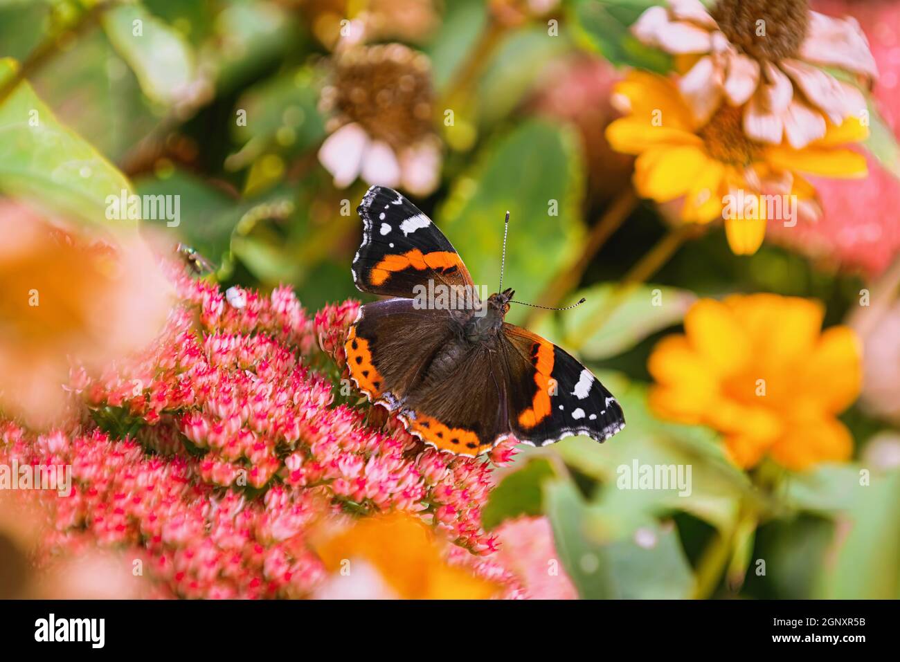 Butterfly Red admiral (Vanessa atalanta) on the flowers Stock Photo