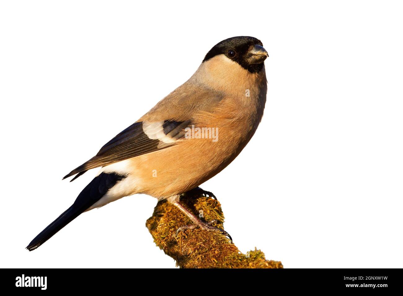 Eurasian bullfinch sitting on mossy wood cut out on blank. Small female bird looking on branch isolated on white background. Brown feathered animal ob Stock Photo