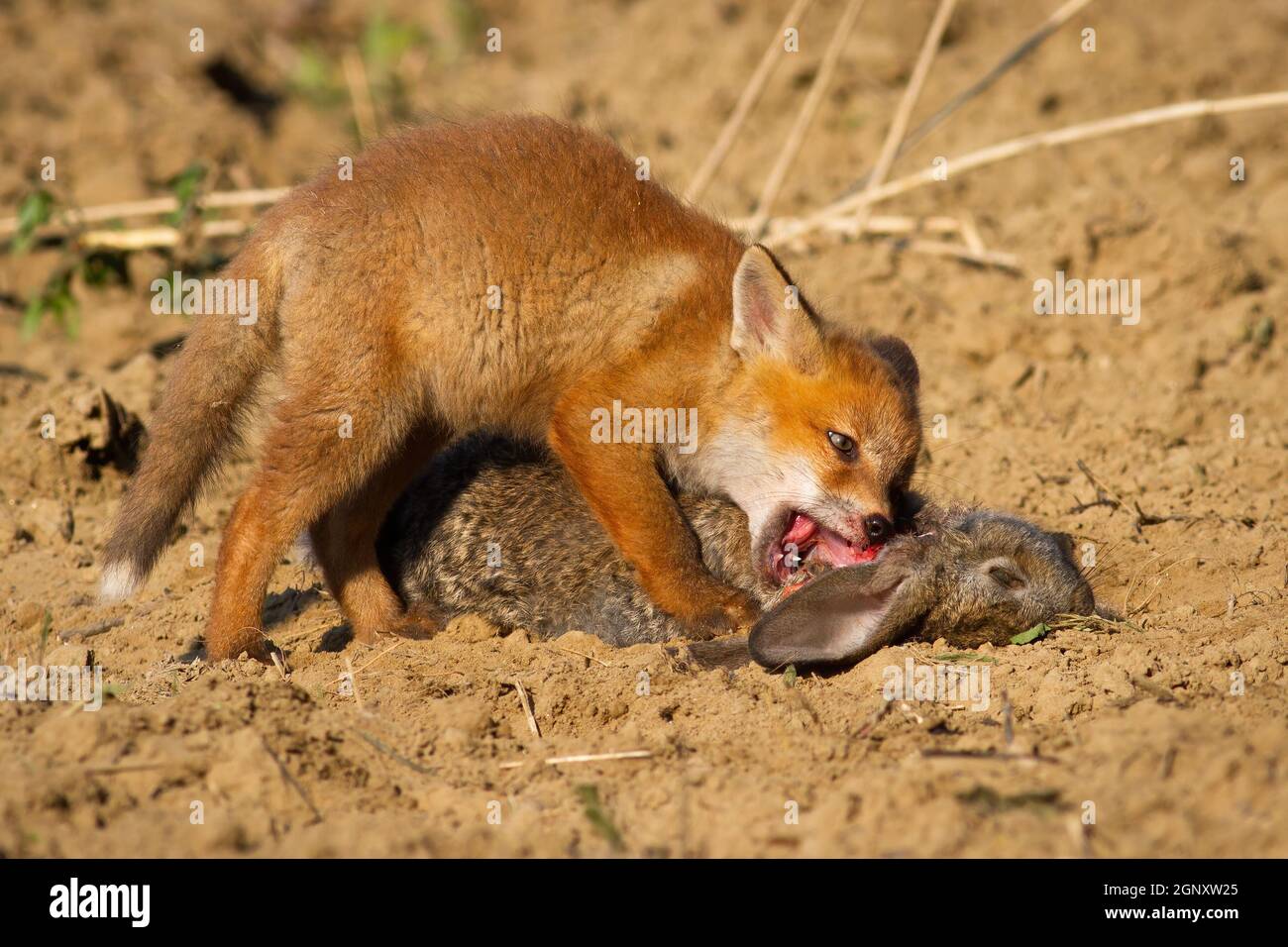 Red fox, vulpes vulpes, cub feeding on dead rabbit lying on the ground near its den. Juvenile mammal with orange fur biting a prey with teeth in sprin Stock Photo