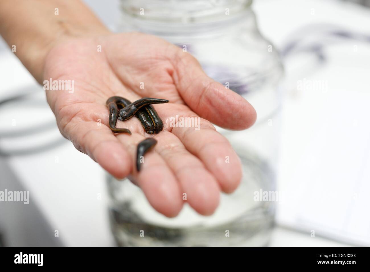 Medical leeches in the hand of a hirudotherapist. Selective soft focus  Stock Photo - Alamy