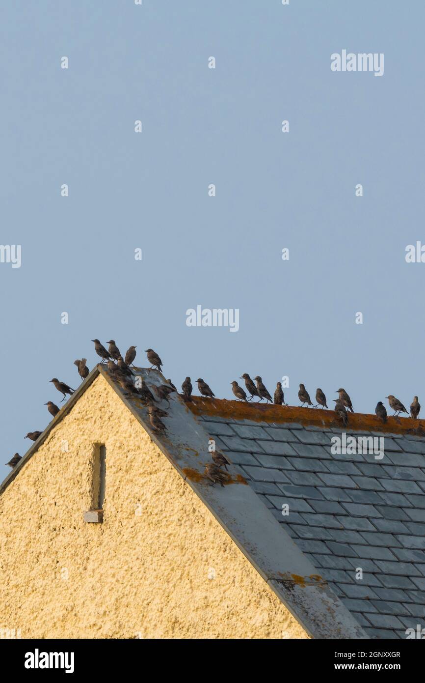 A small flock of Starlings Sturnidae perched on the roof of a house. Stock Photo