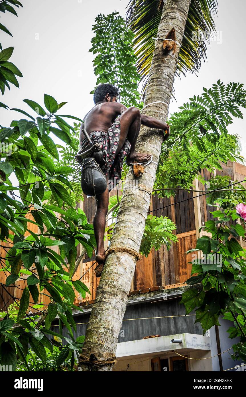 A villager climbs a tree to get some bananas from the top Stock Photo