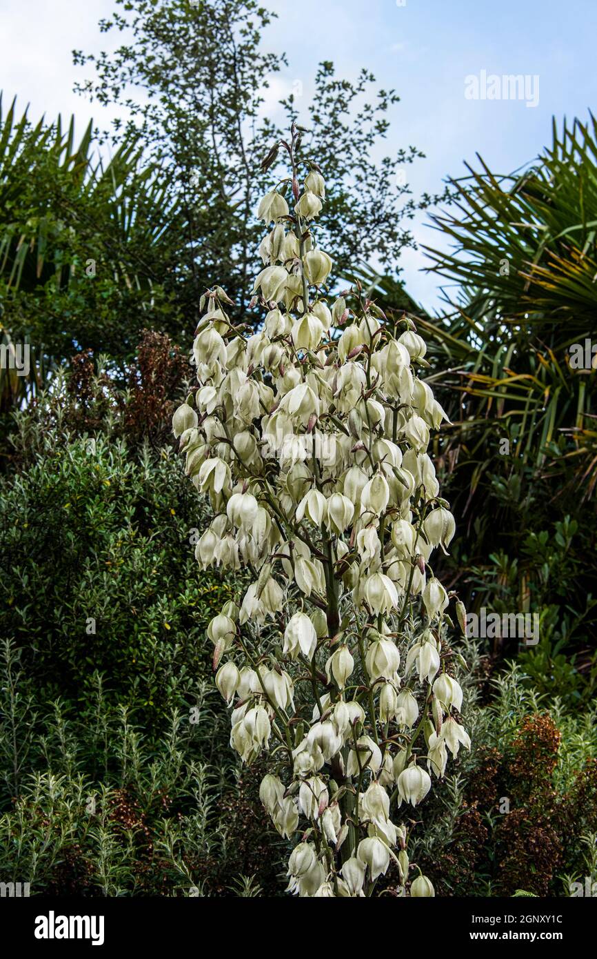 A Yucca Plant in flower in a sub tropical garden in Cornwall Stock