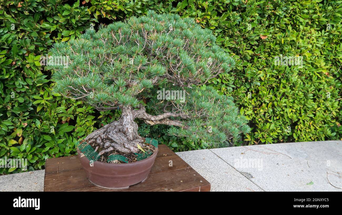 Bonsai tree inside the Royal Botanical Garden in Madrid Stock Photo - Alamy