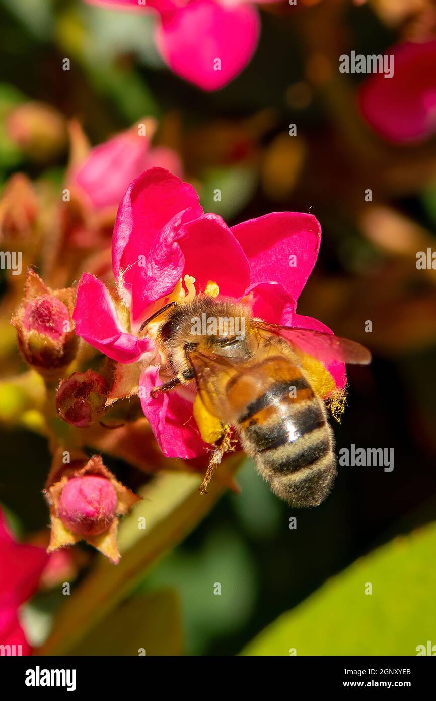Australian Native Bee on Rhaphiolepis delacouri x indica, Apple Blossom Indian Hawthorn Stock Photo