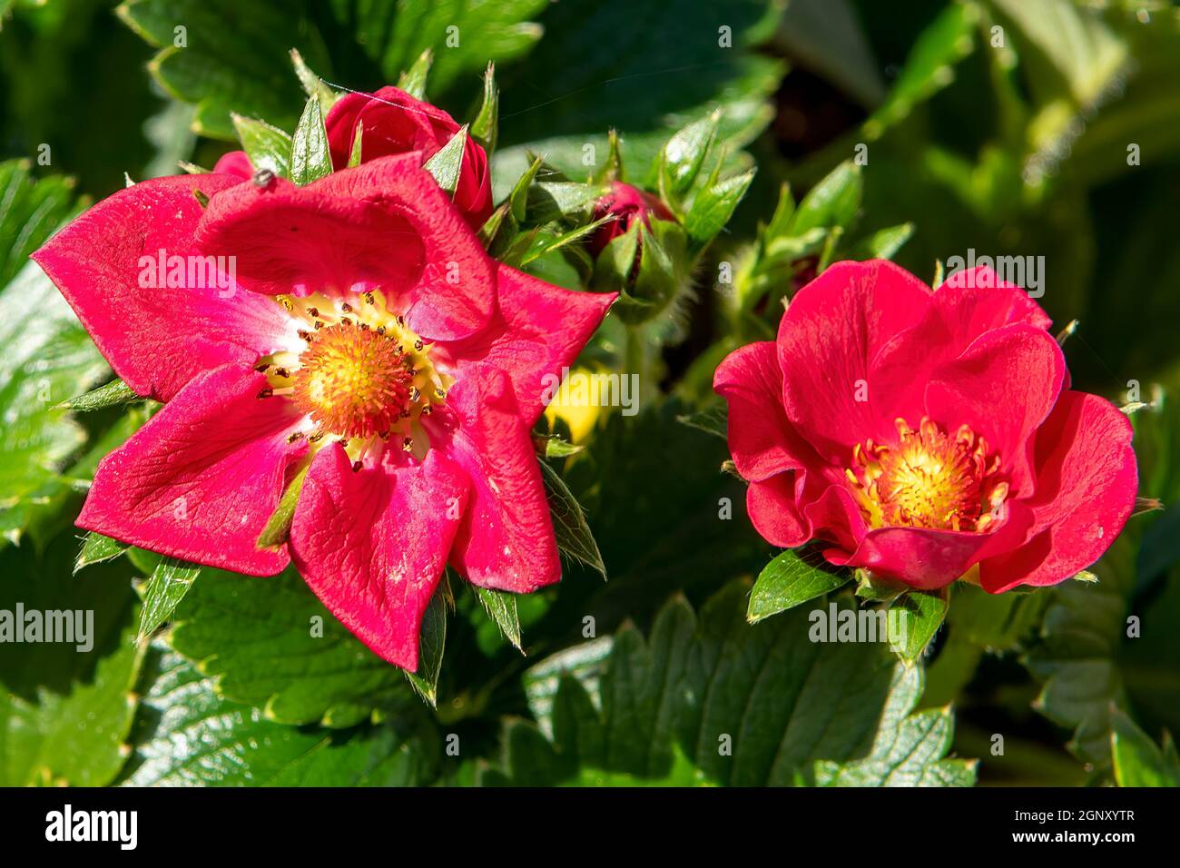 Fragaria x ananassa, Strawberry Stock Photo