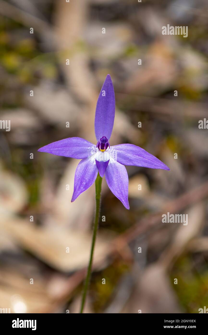 Glossodia major, Purple Waxlip Orchid Stock Photo