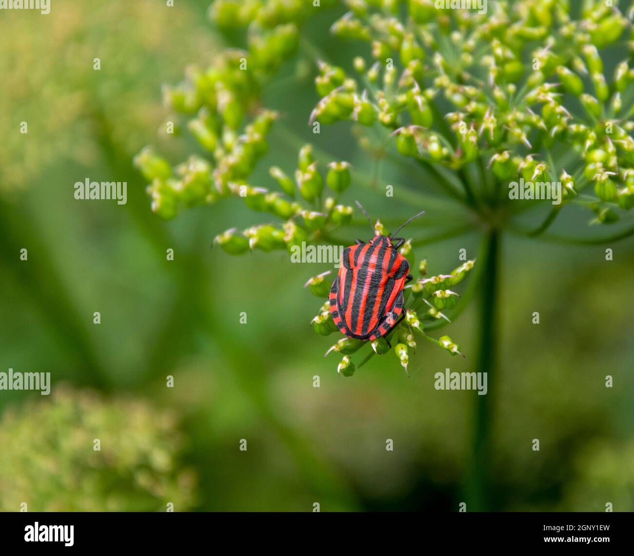 red and black Striped bug on flower umbel Stock Photo - Alamy