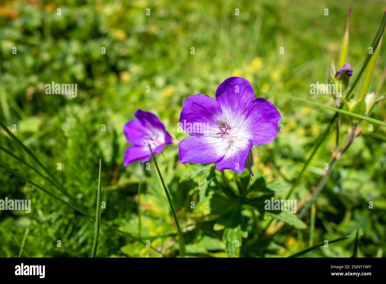 Geranium sylvaticum wild flowers close up view in Vanoise national Park, France Stock Photo