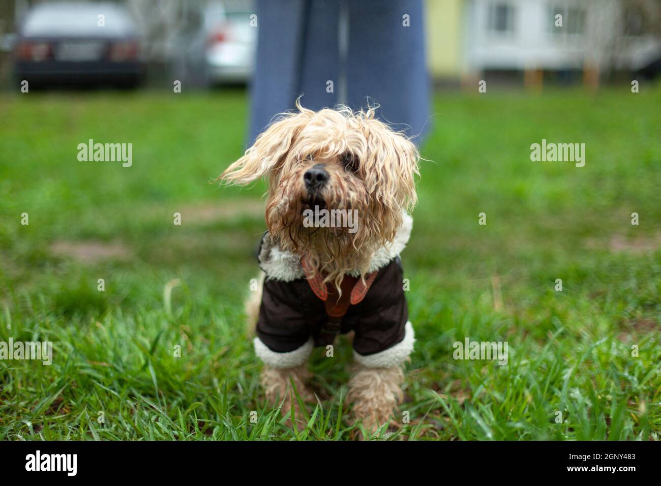 Small breed dog on the street. The animal is on a leash. Walk the pet