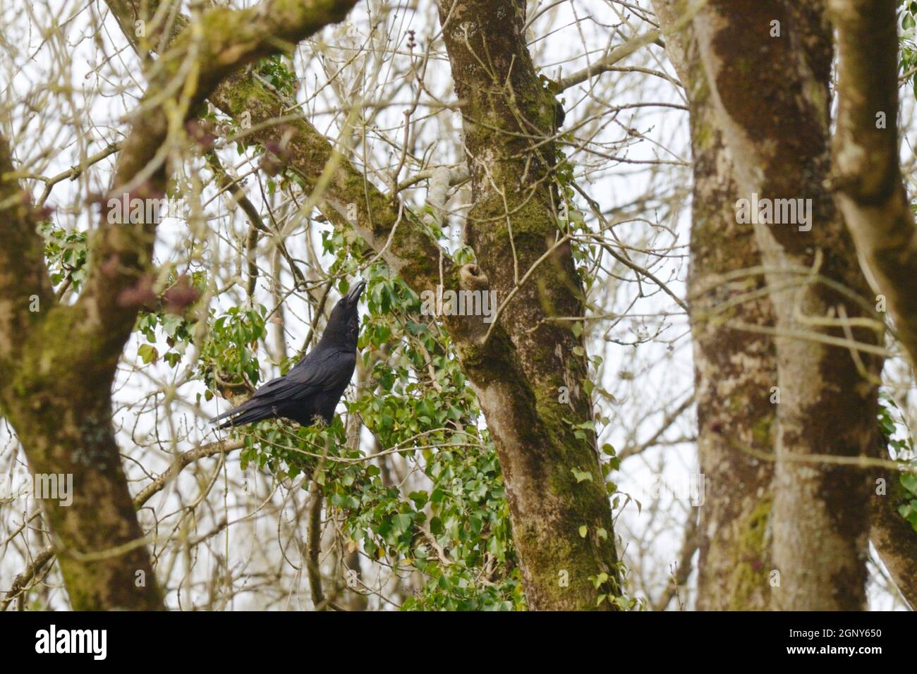 Corvus Corax, Raven feeding on Ivy  berries in woodland in Spring, Wales, UK Stock Photo