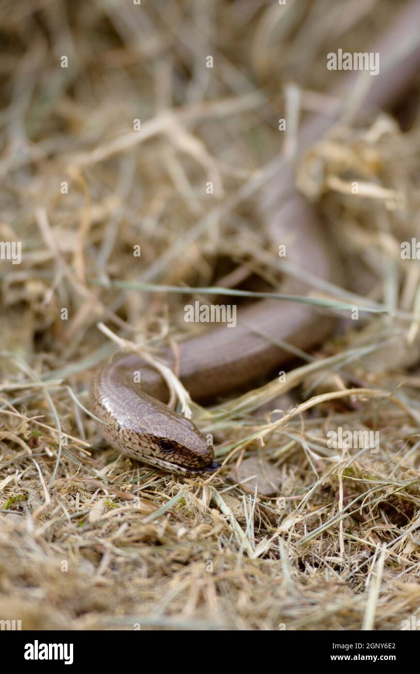Anguis fragilis, Slow Worm moving through dry grass in Spring, Wales, UK Stock Photo