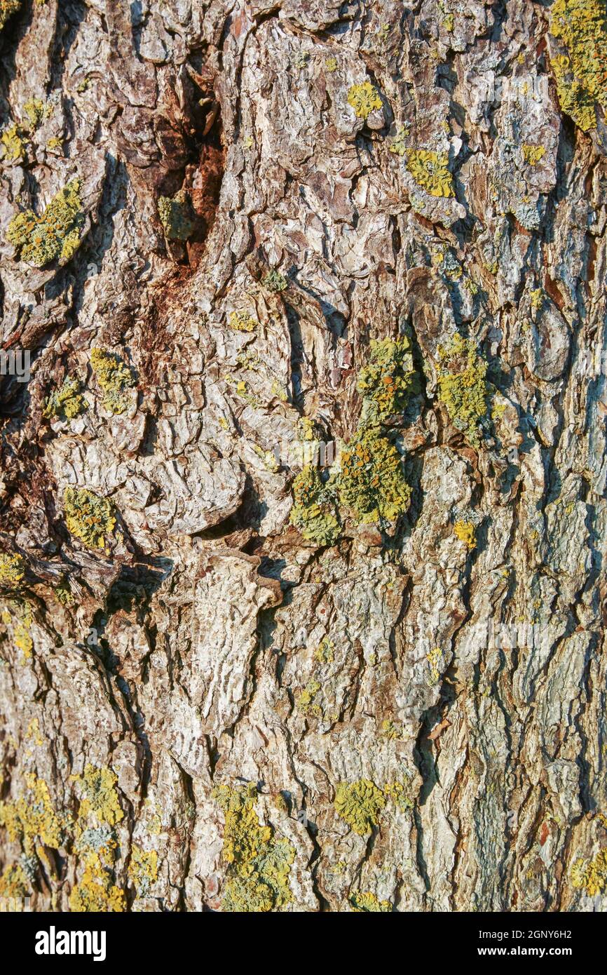 Tree bark from an old tree occupied with moss, closeup view Stock Photo