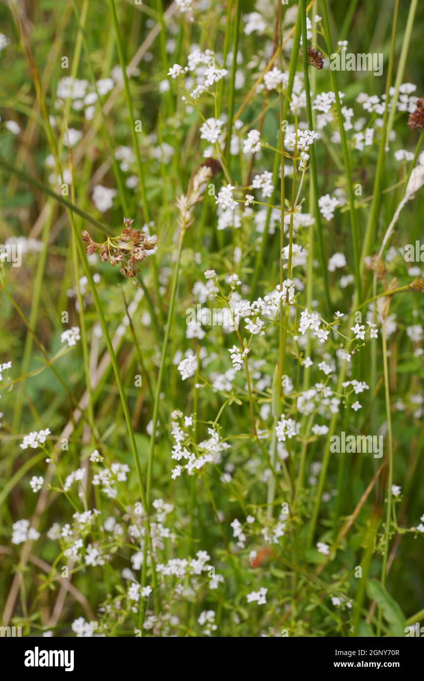 Galium palustre, Marsh Bedstraw, Wales, UK Stock Photo