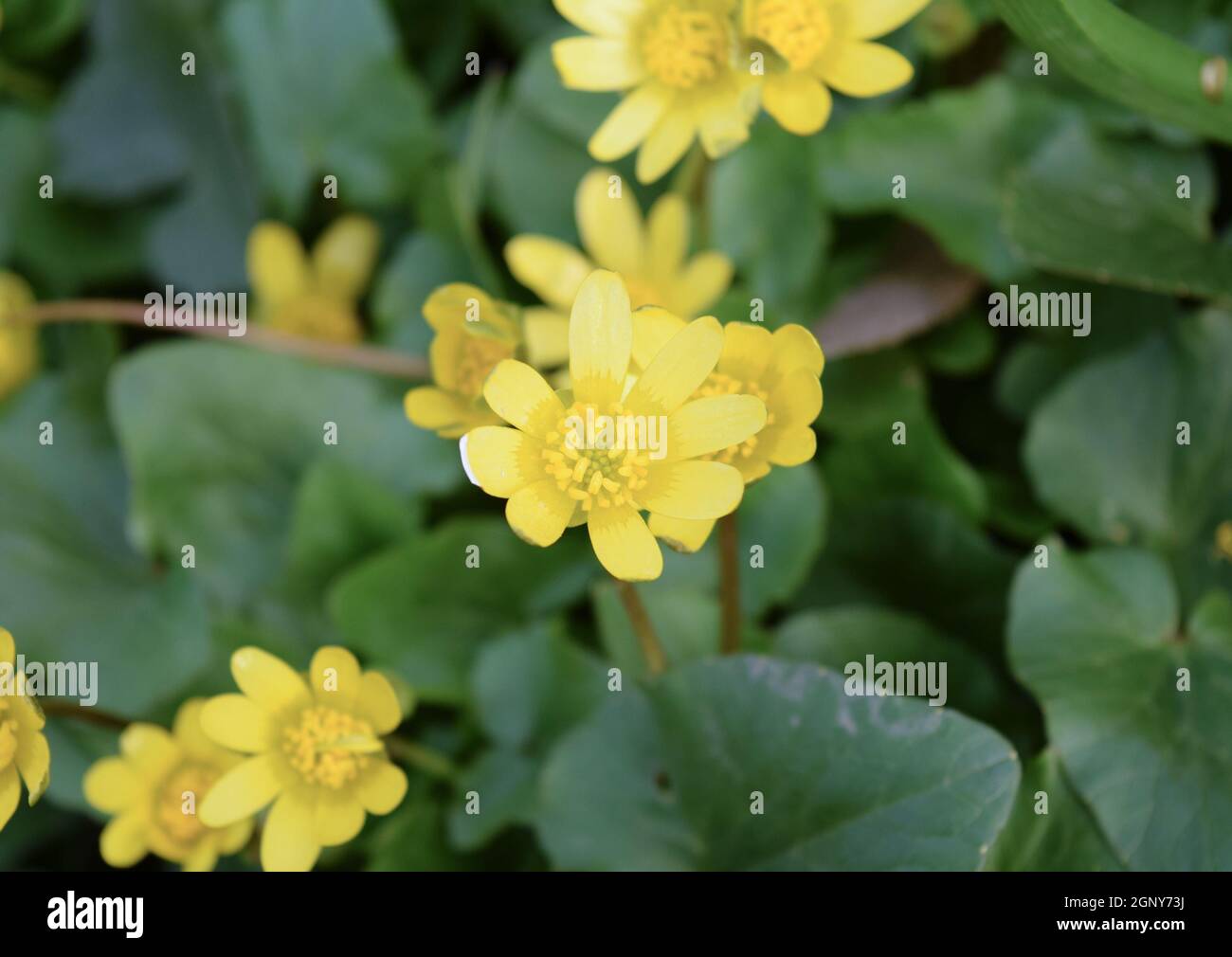 lesser-celandine-flowers-on-the-ground-blooming-yellow-flowers