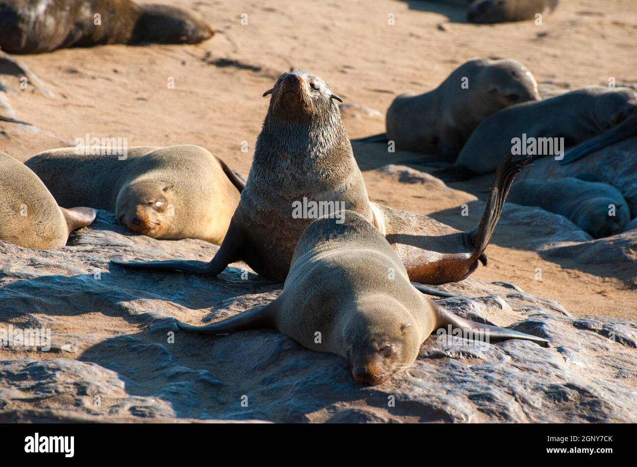 Cape fur seal (Arctocephalus pusillus). The female (cow) is smaller and lighter coloured than the male (bull). The Cape, or South African, fur seal fe Stock Photo