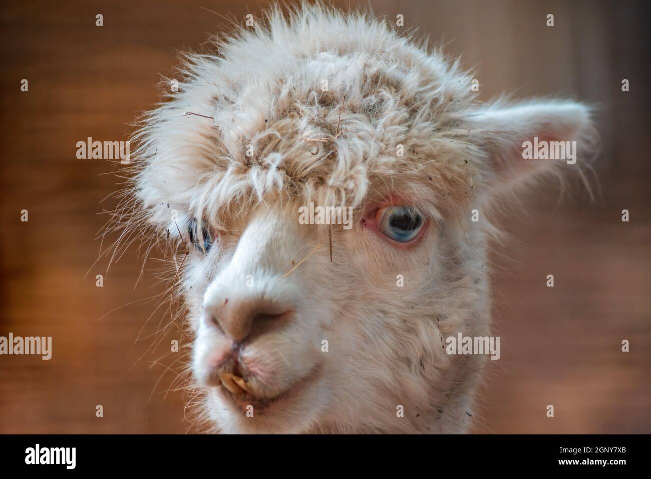 portrait of a white alpaca (Vicugna pacos) in zoo koethen, saxony anhalt, germany Stock Photo