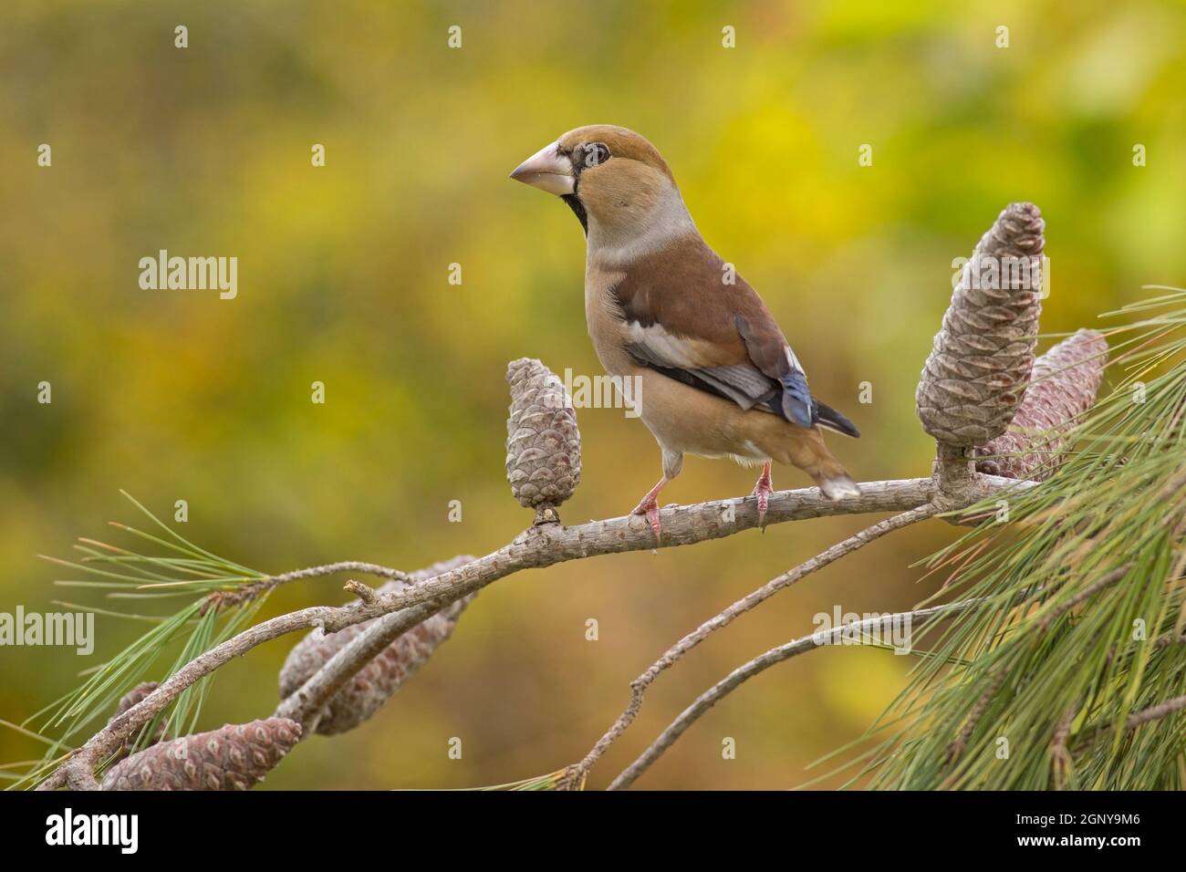 Hawfinch (Coccothraustes coccothraustes) perched on a branch. This finch has short tail and has a stong beak for cracking seeds such as cherry stones. Stock Photo