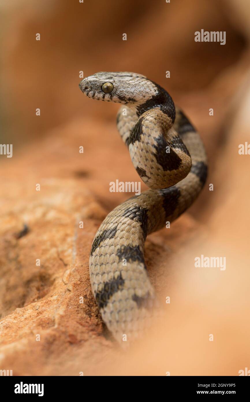Coiled European cat snake (Telescopus fallax), ready to pounce on its prey This snake also known as the Soosan snake, is a venomous colubrid snake end Stock Photo