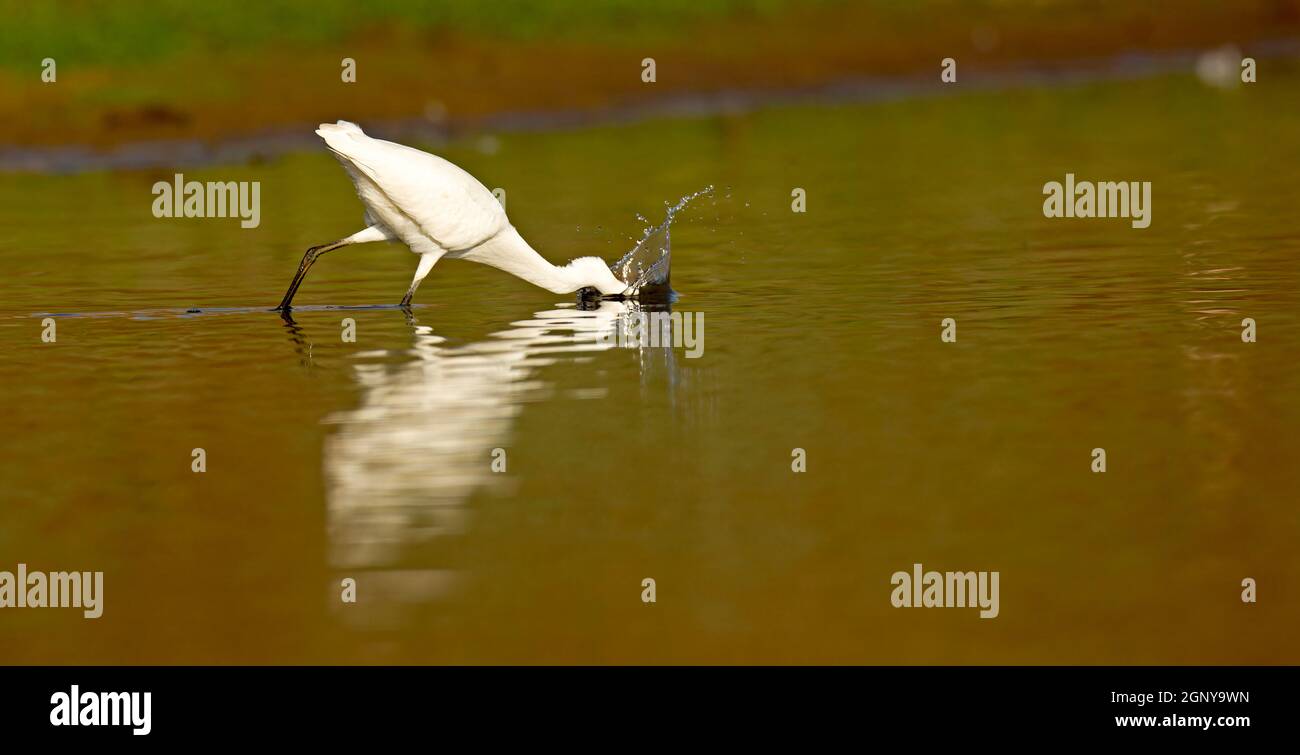 Little egret (Egretta garzetta) foraging for food while wading in a pool. This small white heron is originally native to warmer parts of Europe and As Stock Photo