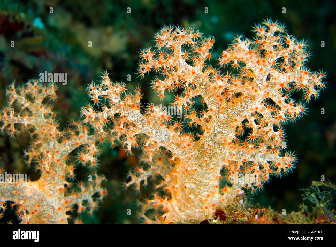 Multibranched trees, Soft Coral, Coral Reef, Lembeh, North Sulawesi, Indonesia, Asia Stock