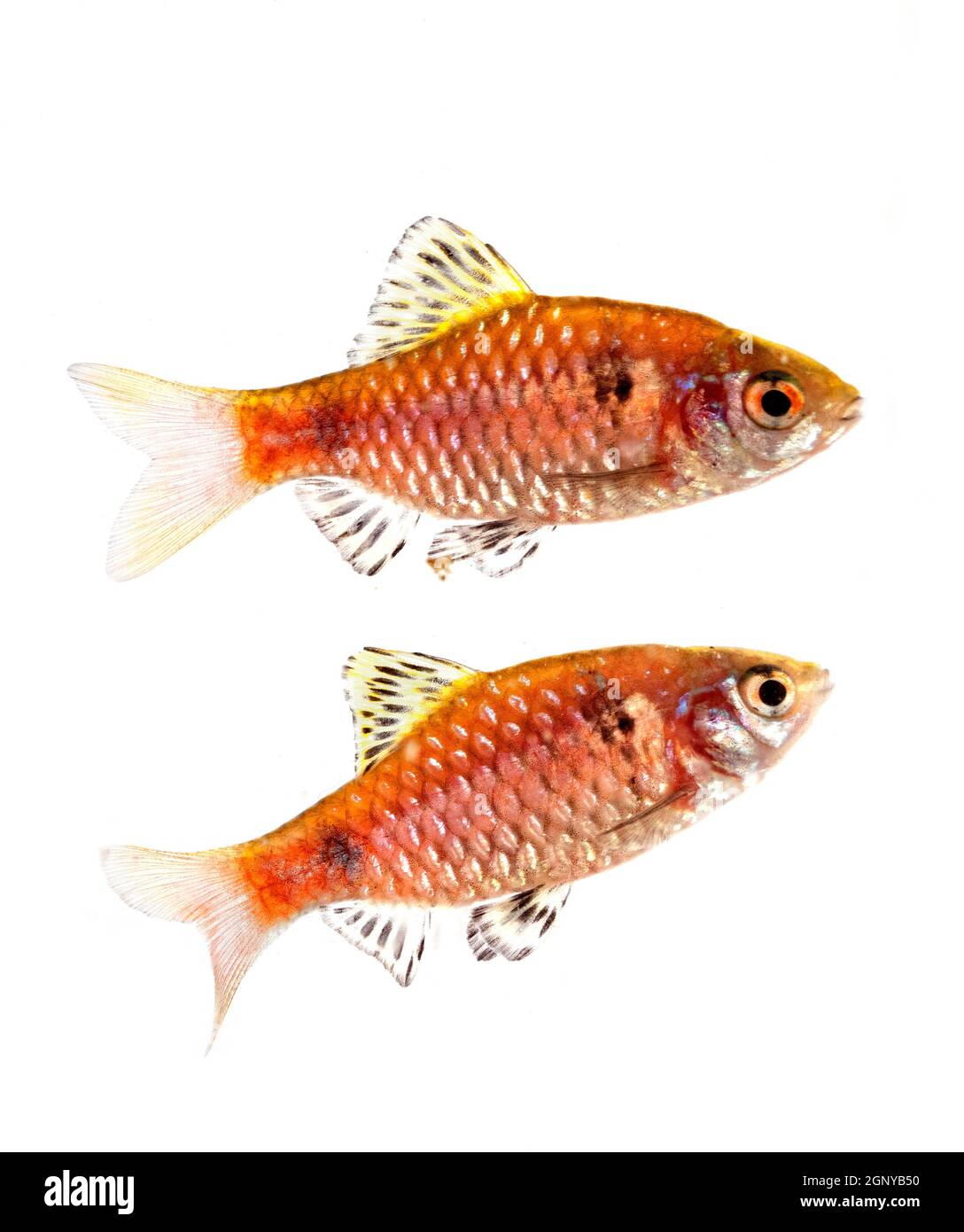 Odessa barb in front of white background Stock Photo