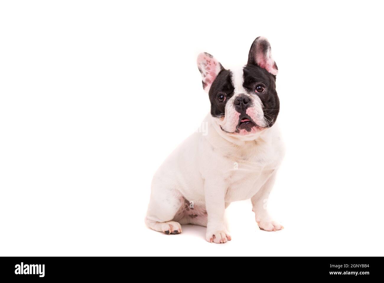 Funny French Bulldog puppy posing isolated over a white background Stock Photo