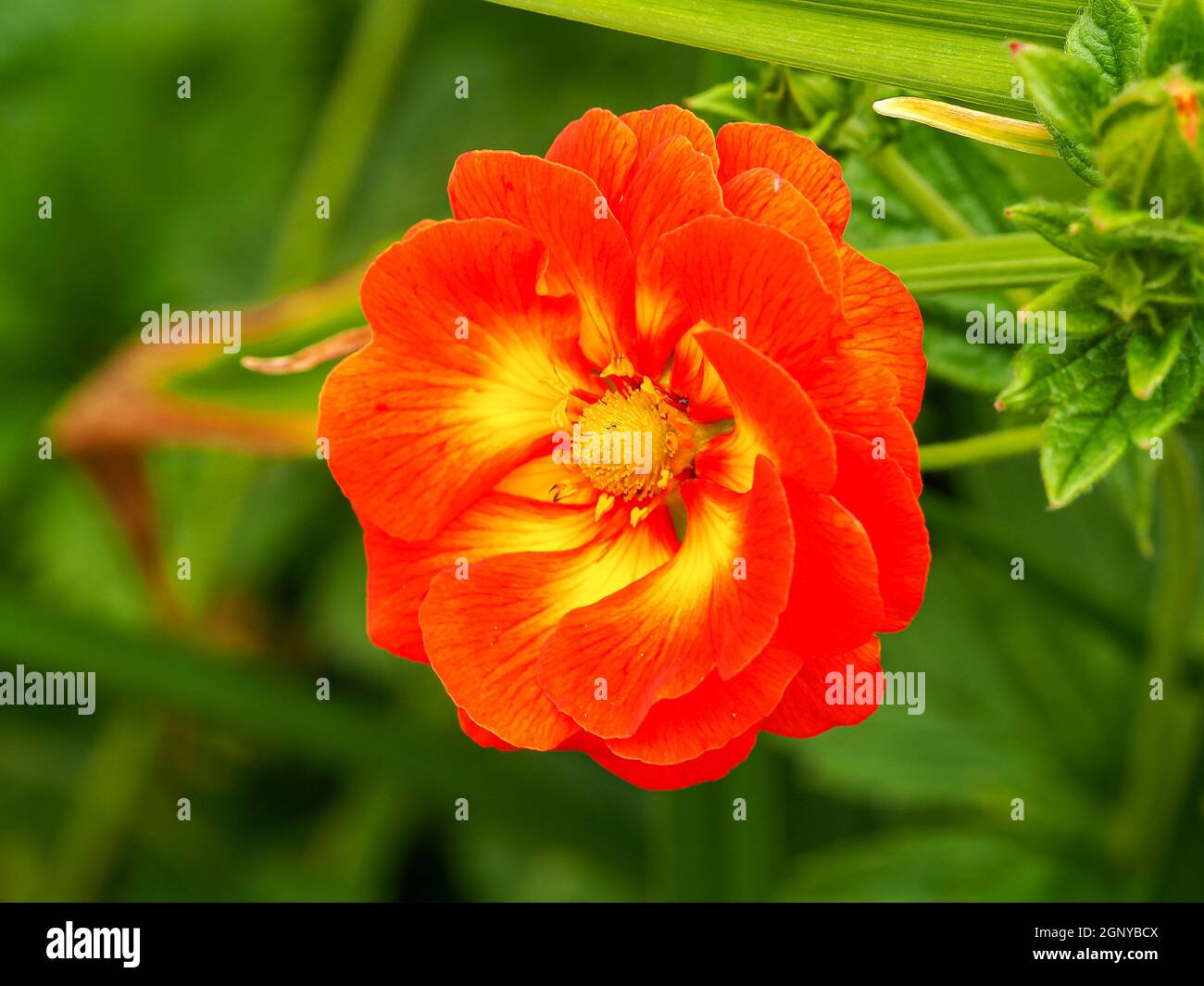 Closeup of a beautiful orange and yellow double Potentilla William Rollison cinquefoil flower Stock Photo