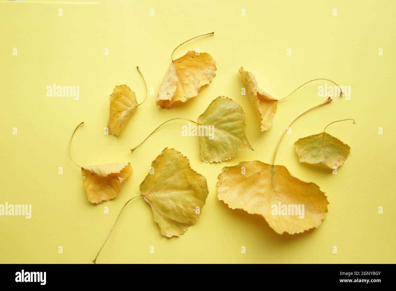 Leaves on a yellow background. Beautiful autumn background. Stock Photo