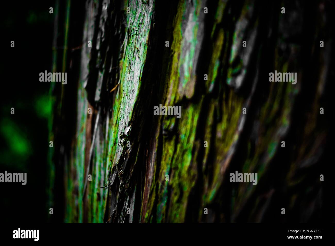 Of forest was dense image (Takao). Shooting Location: Hachioji, Tokyo Stock Photo