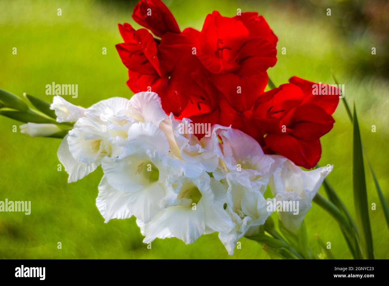 white and red gladiolus in the garden Stock Photo
