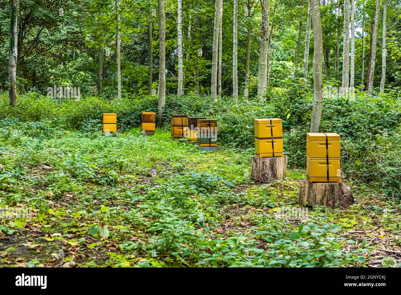 Bee hives in the forest by the Archipelago path (Øhavsstien), Denmark Stock Photo