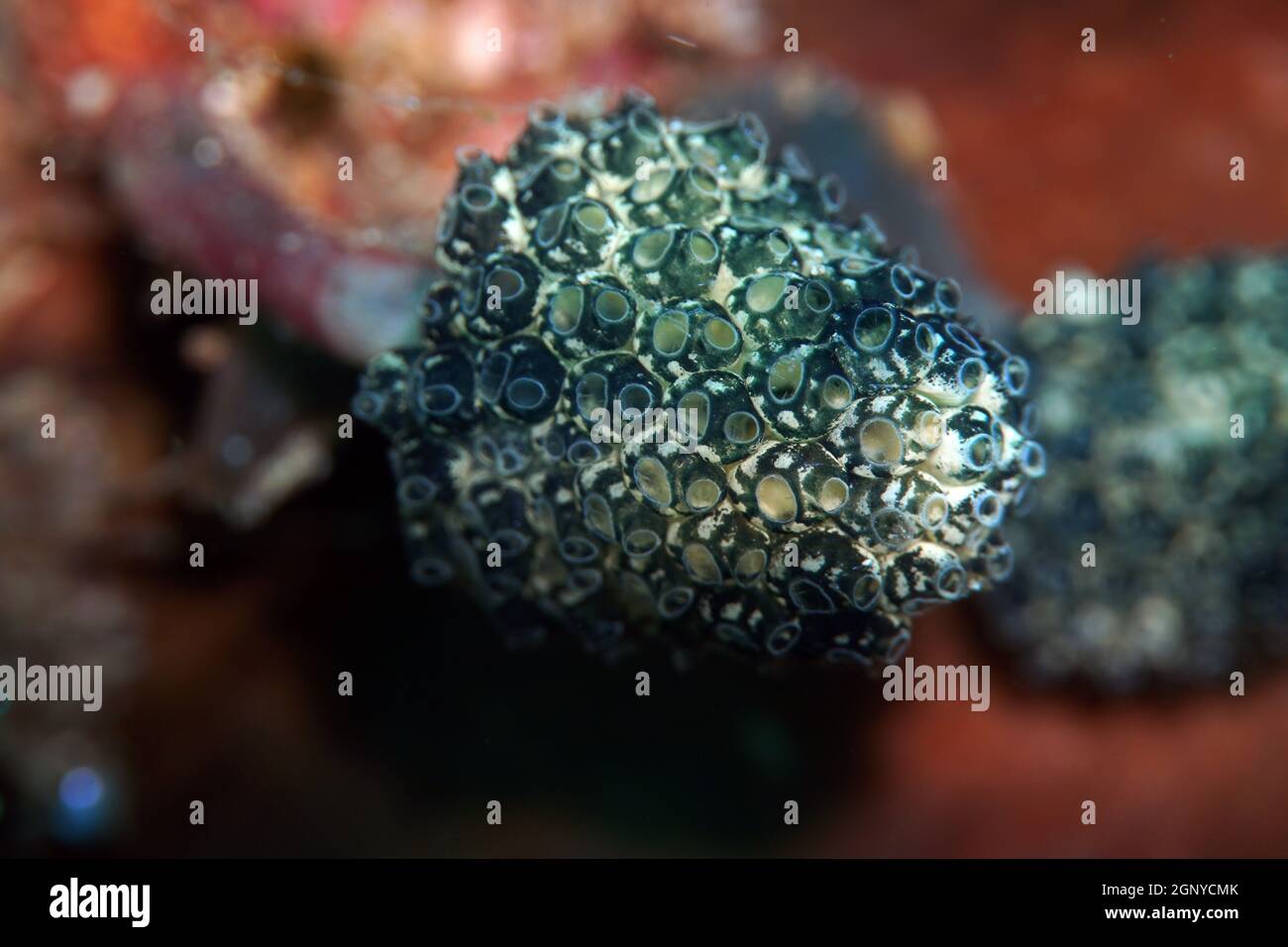 Nephtheis fascicularis Pilz-Seescheide, Lollipop Seescheide, Blaue Plamen Koralle, Lembeh Street, Sulawesi, Indonesien, Bitung Stock Photo