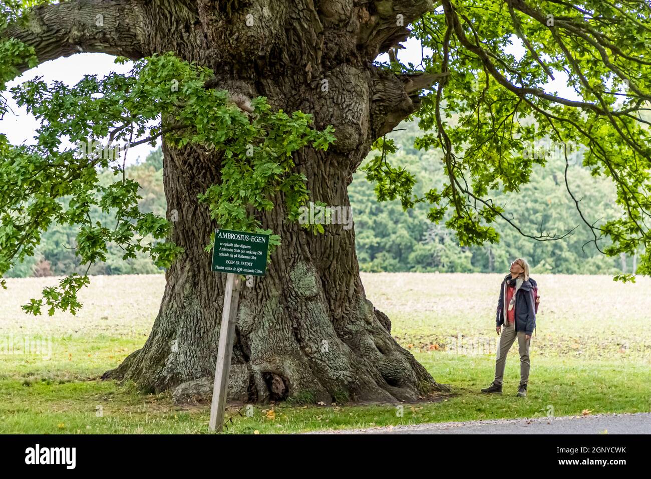The Ambrosius oak is over 500 years old. It owes its name to the poet Ambrosius Stub, who gladly took a seat at her trunk and poetized. Troense, Svendborg, Denmark Stock Photo