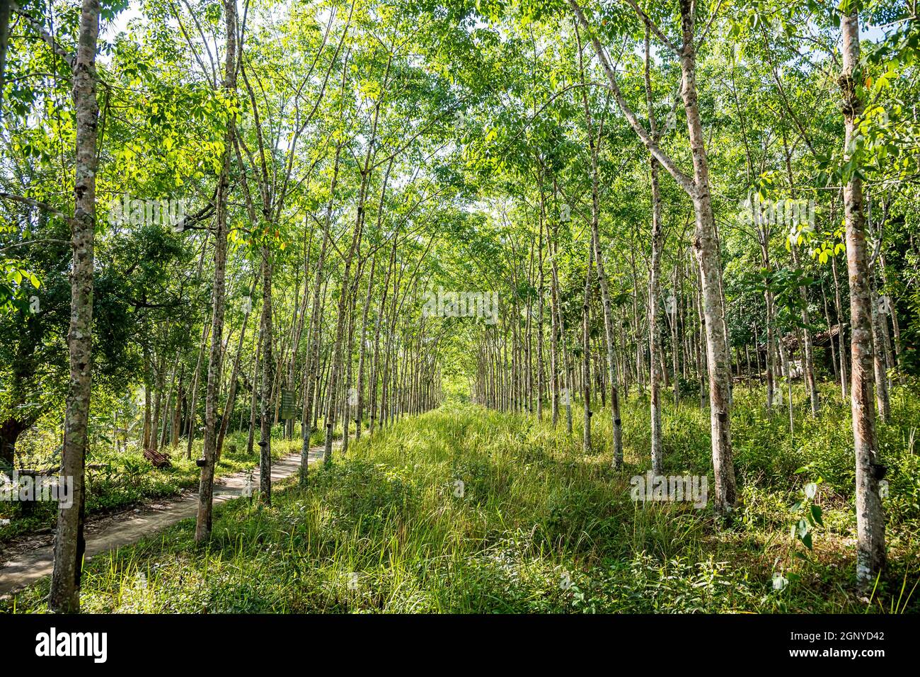 Rubber tree plantation with rows of cultivated trees, South of Thailand. Stock Photo