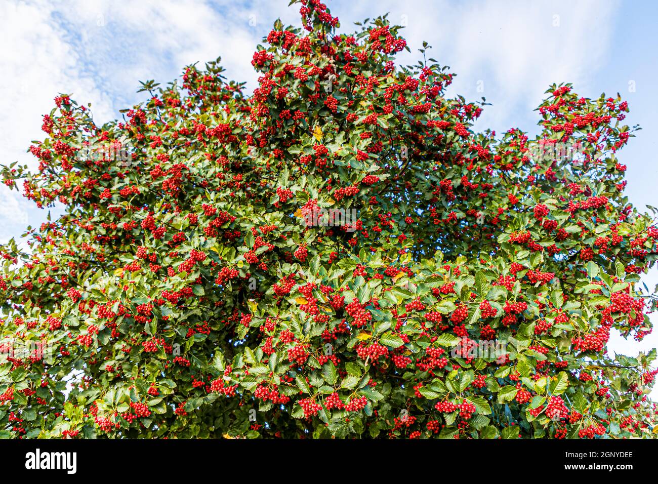 Rowan tree on Langeland, Denmark Stock Photo